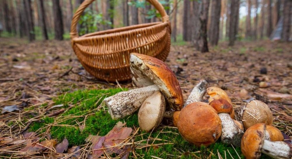 Grzyby wokół Krakowa – mapa, porady i lokalizacje, gdzie szukać