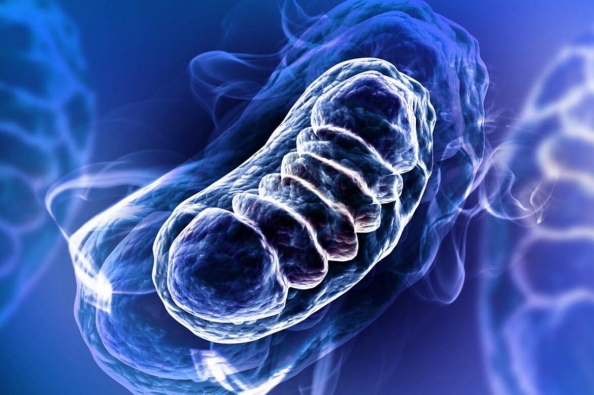 Zdrowie mitochondrialne: czym jest